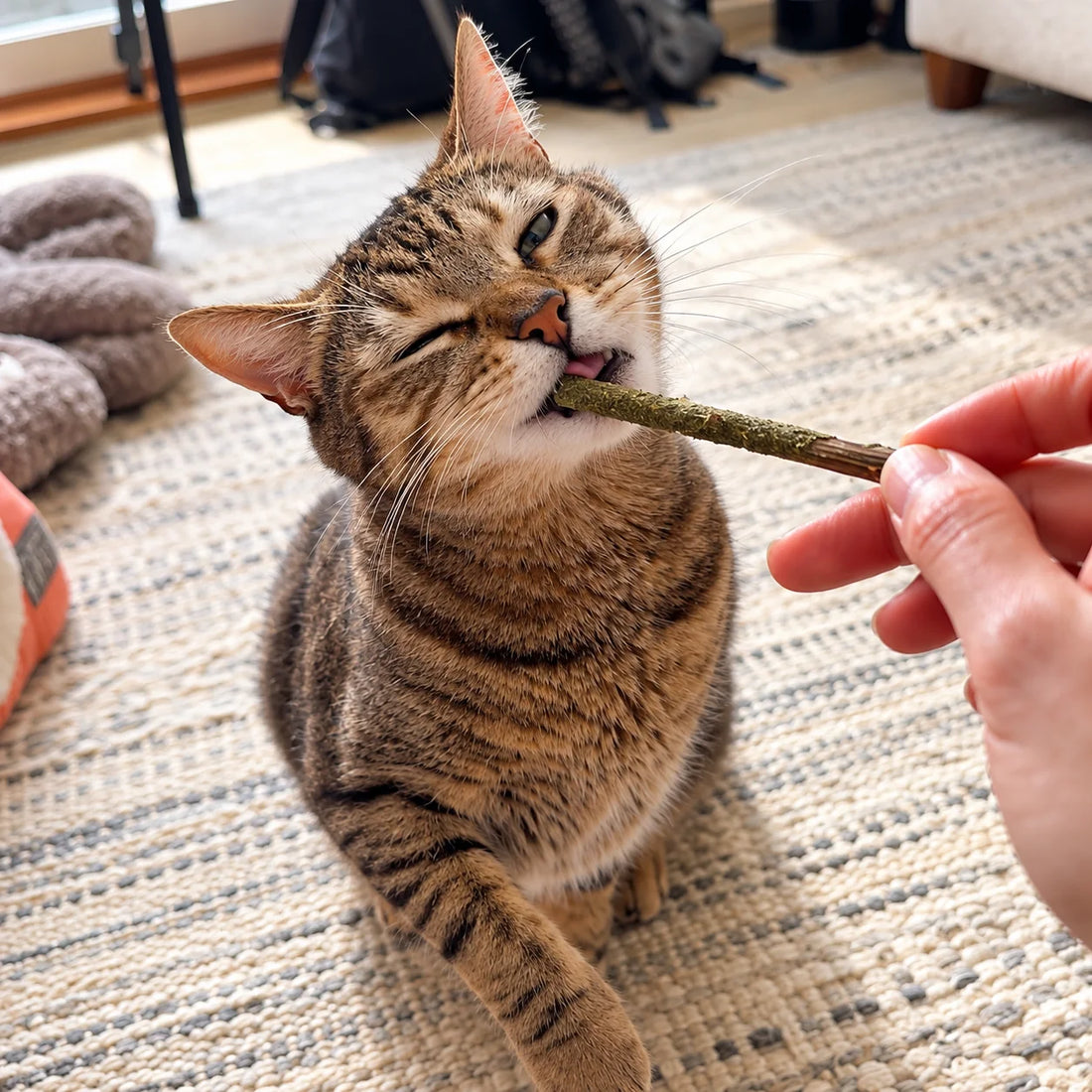 ¿Por qué mi gato ignora el catnip?
