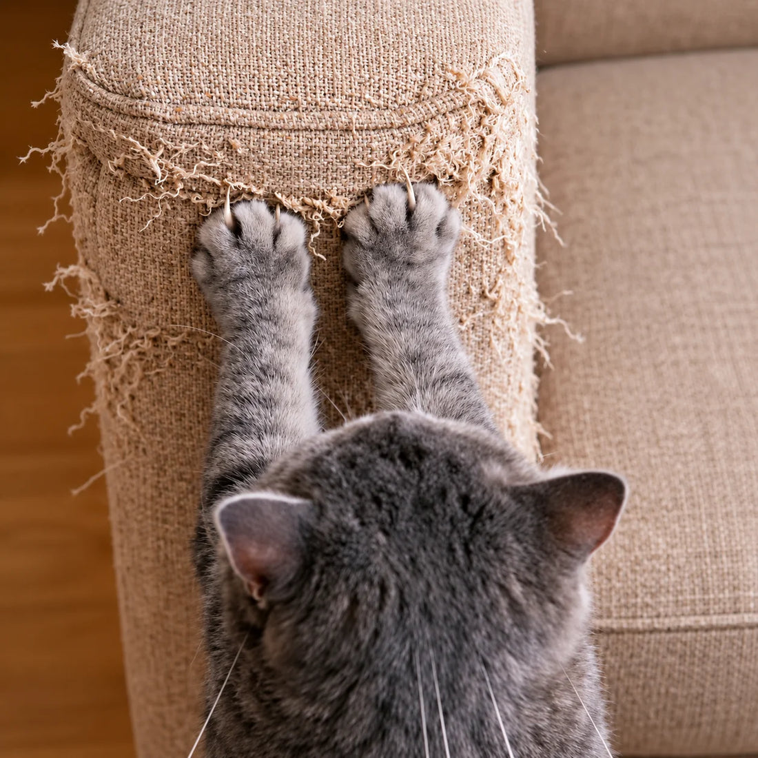 ¡Ay, mi gato destruye todo!