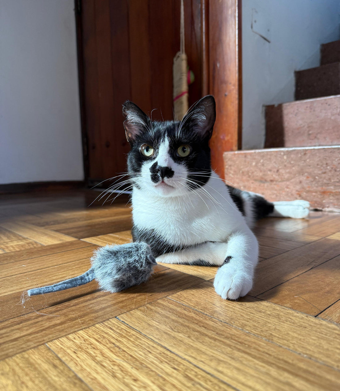 Mi gato: el cazador más adorable